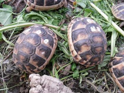 Breitrandschildkröten
