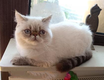 3 Exotic-Shorthair Kastraten