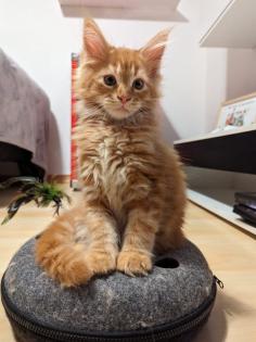 Wundervolle Maine Coon Kitten