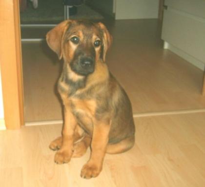 PUPPY eine sehr liebe, schöne Hündin welpe - 10 Wochen alt