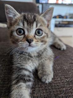 BKH Kitten abgabebereit