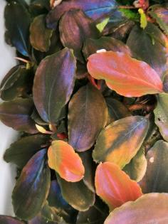 Bucephalandra Nanga Pinoh Blue