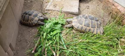 1. 4 maurische Landschildkröten