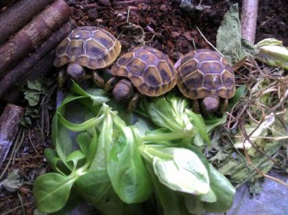 Griechische Landschildkröten Testudo hermani Nachzucht 2021 mit CITES
