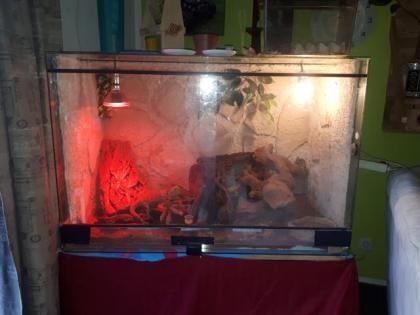 Bartagame inklusive Terrarium und Zubehör