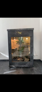 Grüner Leguan mit hochwertig verkleidetem Terrarium