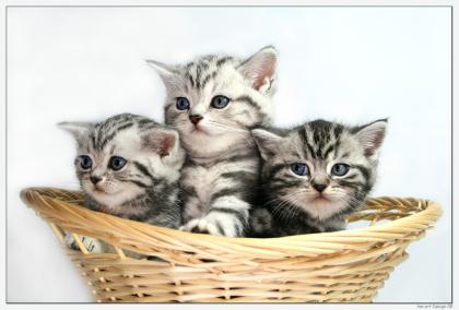 Träume in Marmor Britisch Kurzhaar Babys silver-tabby