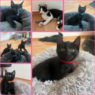 Katzenbabys Katzenkinder Katzen