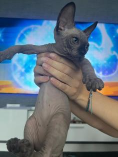Liebevolle Sphynx Kätzchen abzugeben