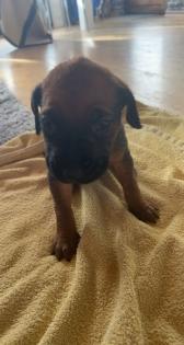 Rhodesian Ridgeback welpen