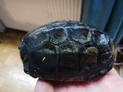 Wasserschildkröte Dreikielschildkröte 5 Jahre alt