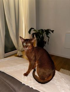 Reinrassiger Abessinier Kater mit Stammbaum abzugeben