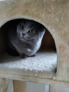 Junge Scottish Fold Katze