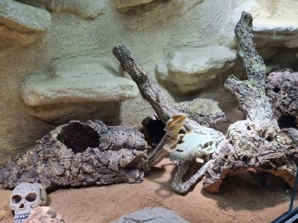 Bartagame m mit großem Terrarium, Quarantäneterrarium inkl. Beleuchtung und viel Zubehör