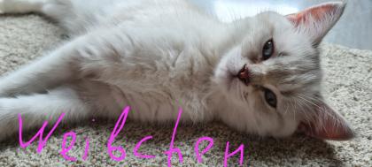 Hübschen kleinen BKH-Kitten