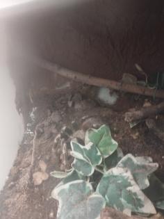Nhandu Chromatus 0. 1