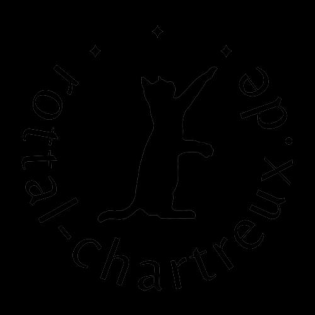 Chartreux, echte Kartäuser Kätzchen