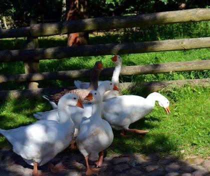 Pommerngänse Gössel Küken, in weis, grau. bunt abzugeben suchen ein neues zuha