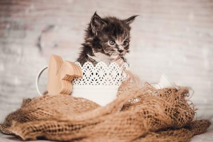Maine Coon Kitten Prinzessinen