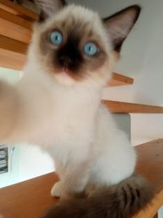 Kleine wunderschöne Kater mit türkisen Augen