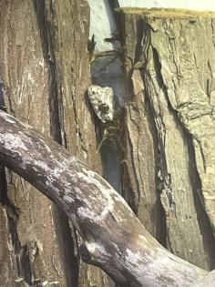 Faltengecko/ Ptychozoon Lionotum
