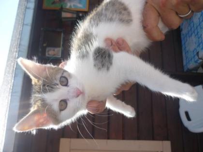 Mischung aus amerikanischer Waldkatze und Hauskatze vom 14. 05. 17
