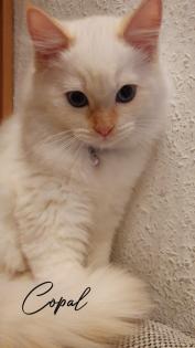 Edel, Traumhaft und Schönheiten Kitten / Ragdoll Neva Masquarade.