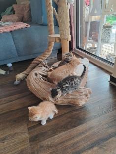 Edelmix Sibirische Waldkatze und Bengal Kitten