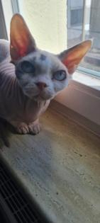 Canadian Sphynx