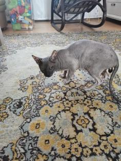 Deckkater Don Sphynx.