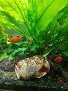 Platy-Fische zu verkaufen Wagtail - orange-schwarz