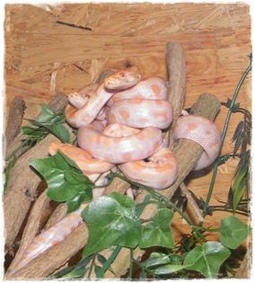 0. 0. 10 Python molurus bivittatus Albino