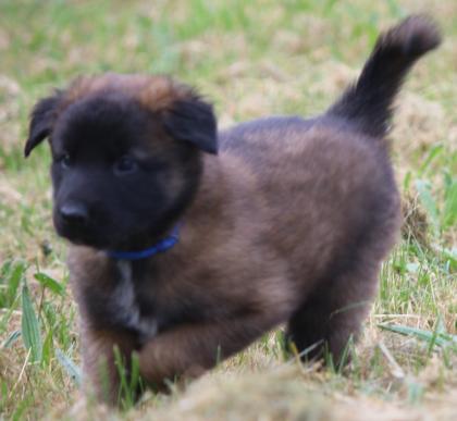 Belg. Schäferhundwelpen zu vergeben