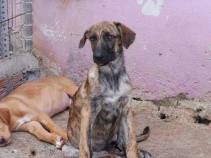 Trust - Charmeur mit Blick zum Dahinschmelzen sucht eine Familie