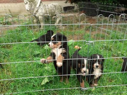 Schweizer Sennenhund Welpen