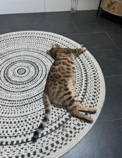 Bengalkatze sucht dringend neues Zuhause