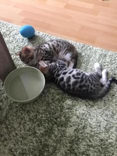 Bengal mix suchen Dosenöffner