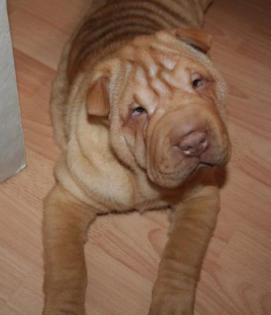 Sharpei and Friends