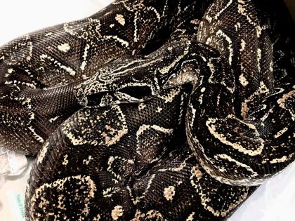 Suche adulte 0. 1 Boa Constrictor Occidentalis