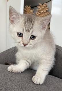 Bkh Kitten ab Sofort nur noch 1 Junge