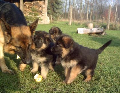Wunderschöne altdeutsche Schäferhund-Welpen Hündinnen ab 20. 12. 08 in liebe