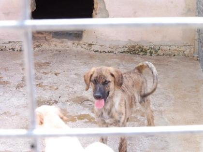 Trust - Charmeur mit Blick zum Dahinschmelzen sucht eine Familie