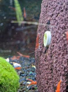 Red fire Neocaridina Garnelen fürs Aquarium Fische Krebse