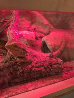 Bartagame mit Terrarium und Zubehör