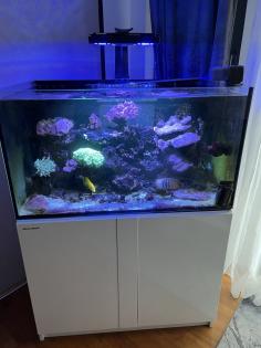 Meerwasser Aquarium