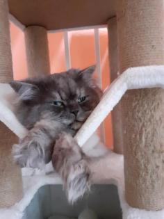 Perser Deckkater.