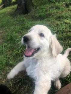 Goldendoodle, Welpen, Allergiker geeignet