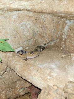 Leopardgecko Mädels
