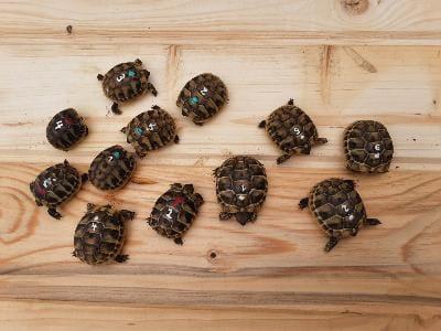Griechische Langschildkröten