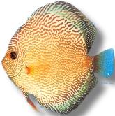 Biete Aquarienfische aller Art an und suche auch immer welche